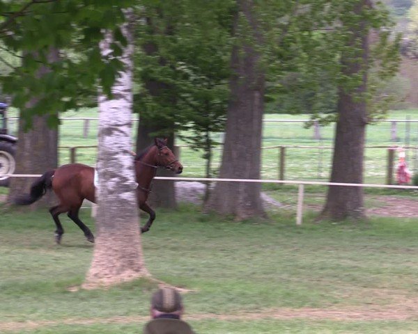Reitturnier Derenburg 2025