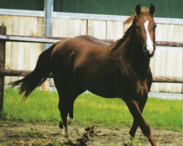 Pferd Little Mountain King (Quarter Horse, 1997, von Smartin Off)