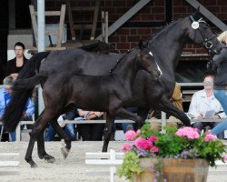 horse Stute von Zonik One / Sandro Song (Westphalian, 2017, from Zonik One)