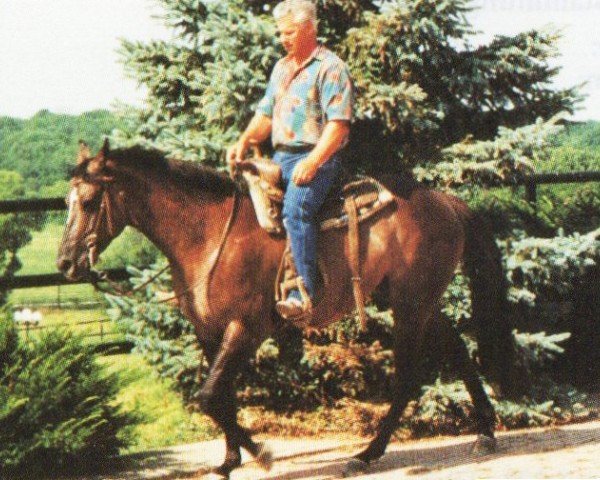 Pferd Beaus Bitta Shade NR 2 (Quarter Horse, 1992, von Beau Bonanza)