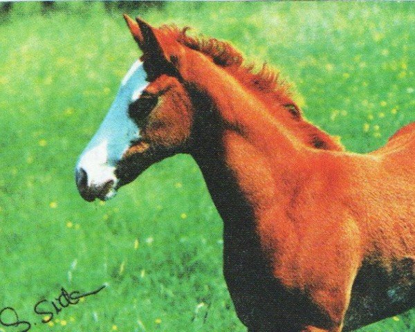 Pferd Double Dee Bar (Paint Horse, 1996, von King Megafleet)