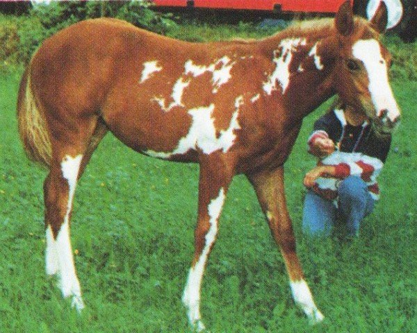 Pferd Ruby Tuesday (Pintabian, 1996, von King Megafleet)