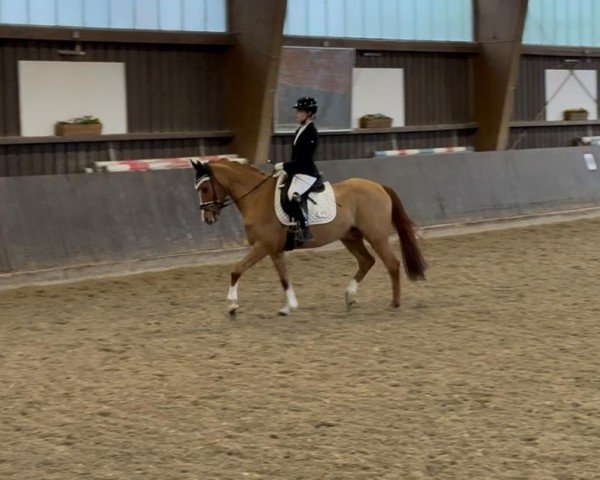 dressage horse Cosmonaut (German Riding Pony, 2019, from DSP Cosmo Royale)