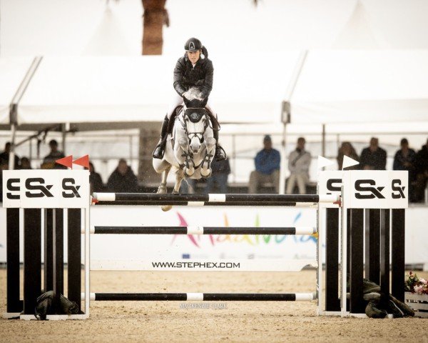 jumper Hello Valentino (Swedish Warmblood, 2014, from Diamantino)