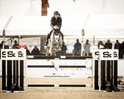 Springpferd Hello Valentino (Schwedisches Warmblut, 2014, von Diamantino)