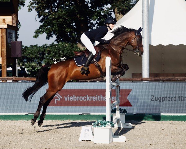 broodmare Starlight XIV (Hanoverian, 2007, from Stalypso)