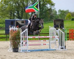 jumper Zivil Code (Oldenburg show jumper, 2018, from Zapatero VDL)
