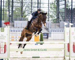 jumper Katootje (KWPN (Royal Dutch Sporthorse), 2015, from Andiamo)