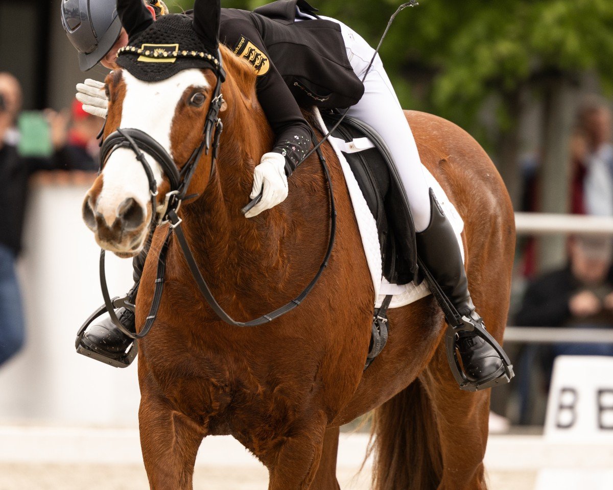 jumper Rathnagrew Liam (Irish horse, 2014)