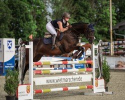 jumper Elions Electra (KWPN (Royal Dutch Sporthorse), 2017, from Elion V)
