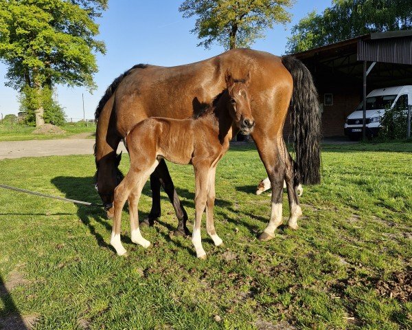 foal Next Hope J (German Riding Pony, 2025, from FS Next Diamond)