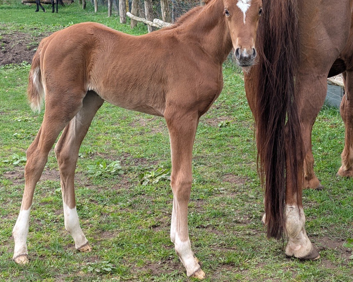 horse Bronzezauber ZGP (German Sport Horse,  , from Ben Benicio)