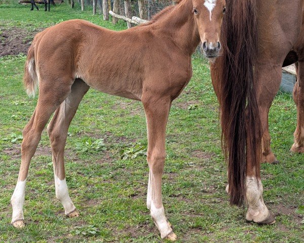 horse Bronzezauber ZGP (German Sport Horse,  , from Ben Benicio)