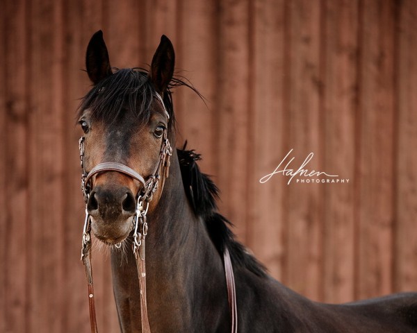 Pferd Ranee d'Or (Schweizer Warmblut, 2019, von For Gold OLD)