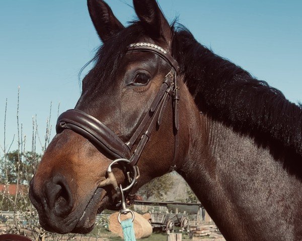 Pferd Pocahontas (Holsteiner, 2022, von Diego de Semilly)
