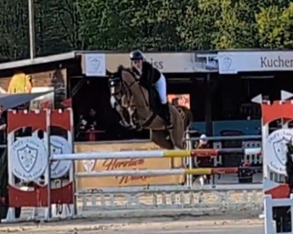 Springpferd Fly High Hanki (Deutsches Reitpony, 2018, von Call Me Hanki)