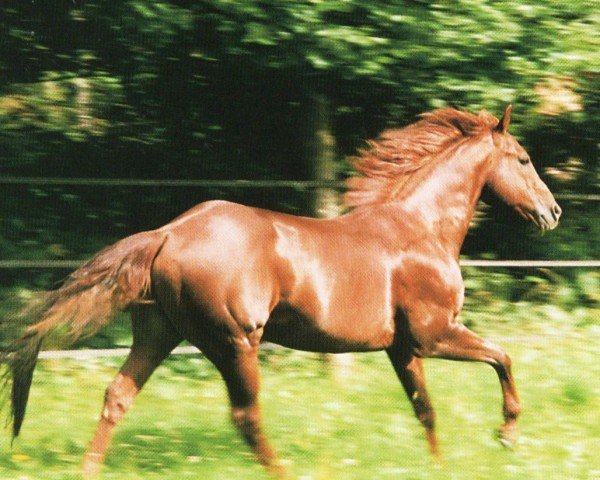 stallion Imperialena (Quarter Horse, 1986, from Doc OLena)