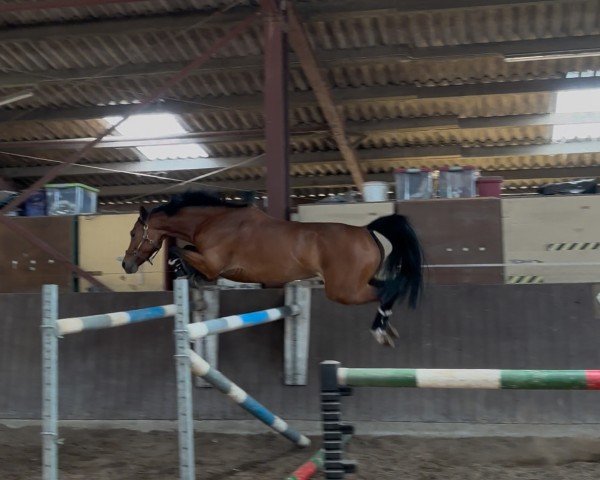 Springpferd Lolypop ZV (Deutsches Reitpony, 2020, von Best Boy)