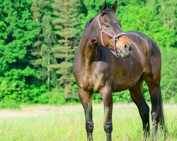horse Schokolade (Trakehner, 2007, from Easy Game)