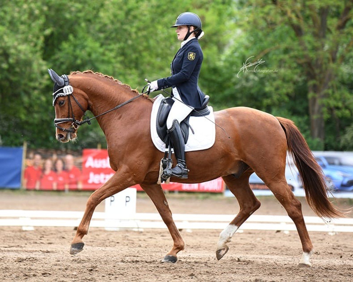 dressage horse Dresscode Red LS (German Sport Horse, 2014, from Don Corazon)