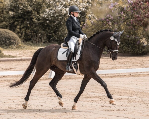 dressage horse Sir Sammy 4 (Hanoverian, 2014, from Spörcken)
