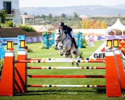 jumper Cherokee (KWPN (Royal Dutch Sporthorse), 2007, from VDL Cardento 933)