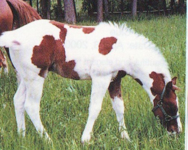 horse Kiss My Chocolatechip (Paint Horse, 2000, from Kiss My Zippo)