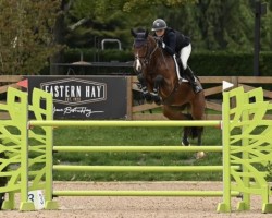 jumper Santauer (Oldenburg show jumper, 2009, from Sanvaro)