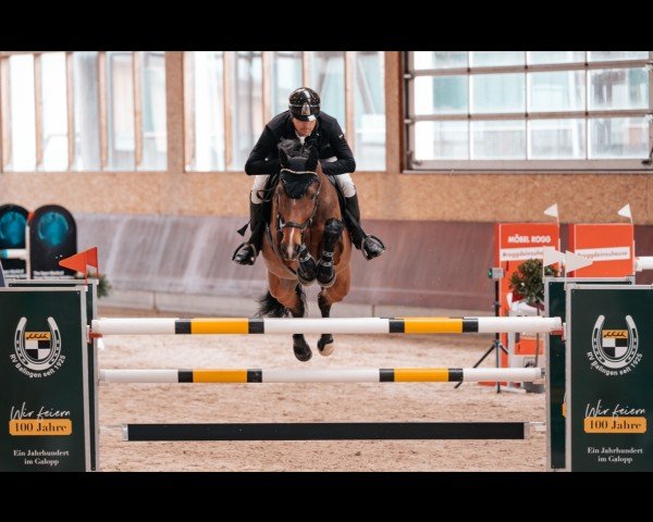 Springpferd Lord of The Dance 37 (Oldenburger, 2007, von Lord Pezi)