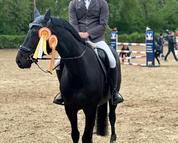 Springpferd Diamond Dust 10 (Westfale, 2016, von Dust Devil 2)