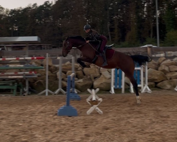 Pferd Sarino 33 (Zweibrücker, 2012, von Shirkan Z)