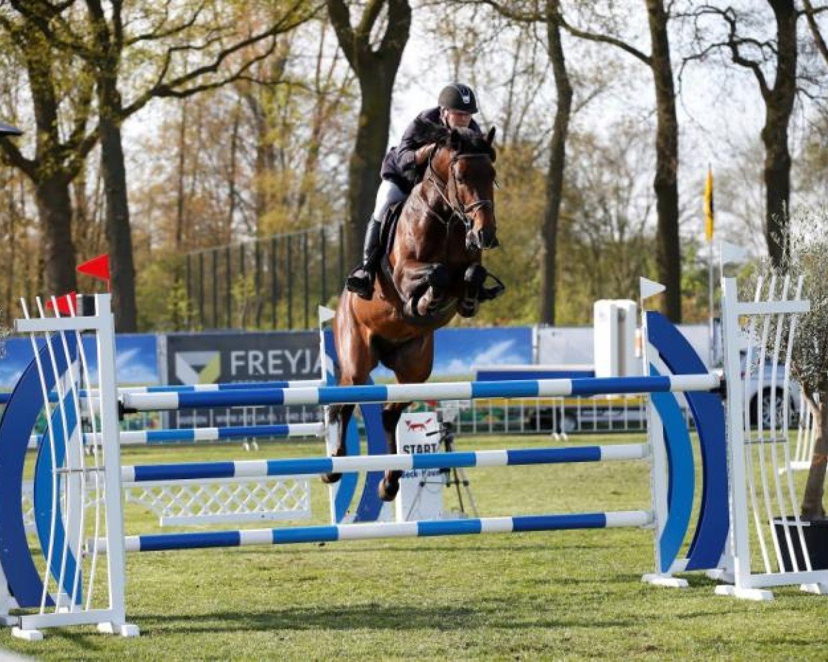 Deckhengst Charisma Z (Zangersheide Reitpferd, 2009, von Calato)