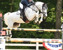 Springpferd Dacantos (KWPN (Niederländisches Warmblut), 2008, von Up To Date)