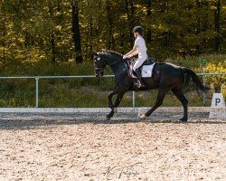 dressage horse Edelweiß 18 (Sachs-door. Heavy Warmbl., 2020, from Volkmann)