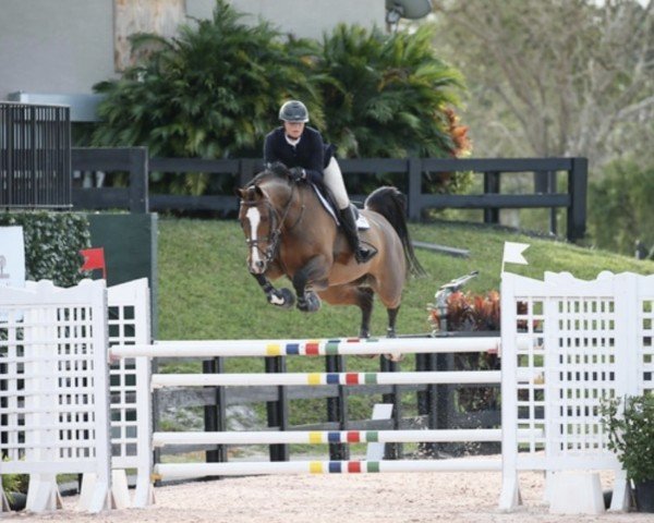 Springpferd Cocarie (KWPN (Niederländisches Warmblut), 2007, von Ad Unaniem)