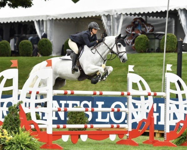 Springpferd Valdato (KWPN (Niederländisches Warmblut), 2002, von Emilion)