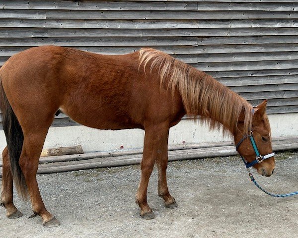Pferd Whiz Monty Diamond (Quarter Horse, 2023)