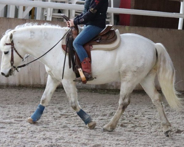 Pferd Bijou du Layalle (Camargue-Pferd, 2011)