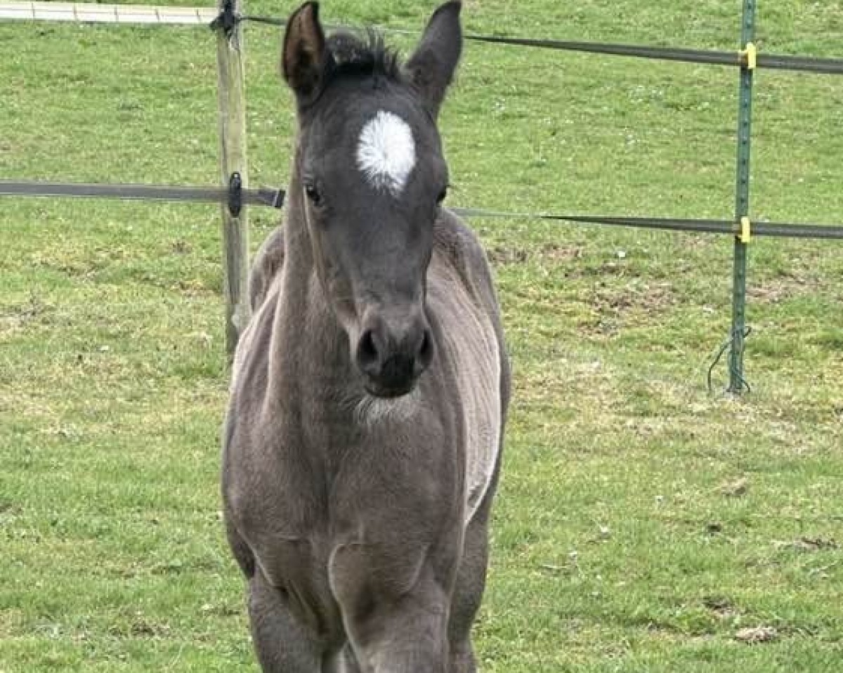 foal Iconic Vespa (Quarter Horse, 2025)