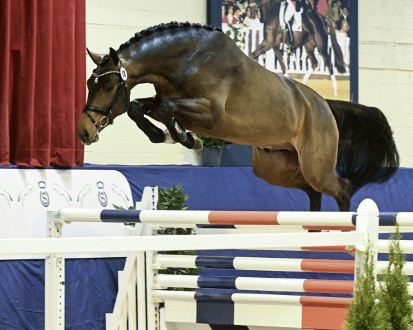stallion Chalou (Oldenburg show jumper, 2021, from Conthalou)