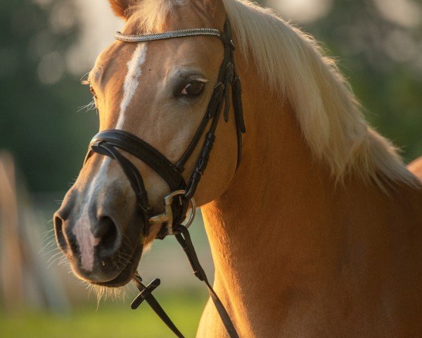 broodmare Flora (6,25% ox) (Edelbluthaflinger, 2001, from Ammersee)