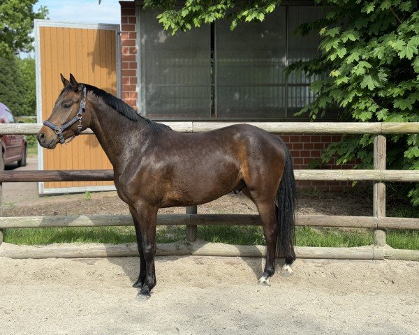 horse Fid'Or ZH (Oldenburg, 2021, from Fidertanz)