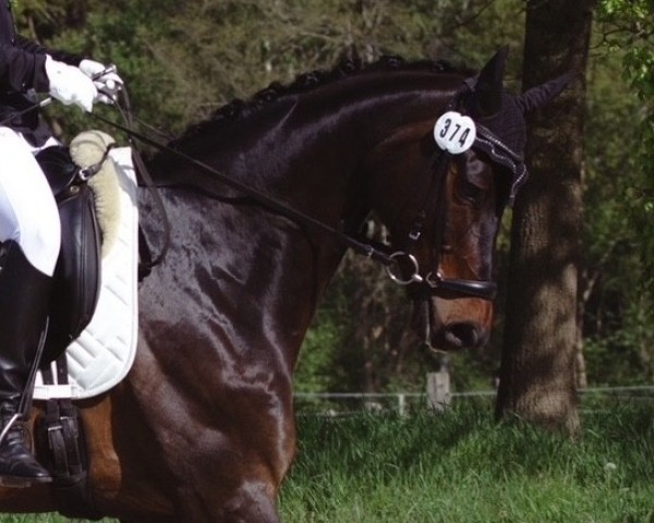 Pferd Don Calimero 9 (Hannoveraner, 2017, von Don Monet) Pferd Don Calimero 9 (Hannoveraner, 2017, von Don Monet)