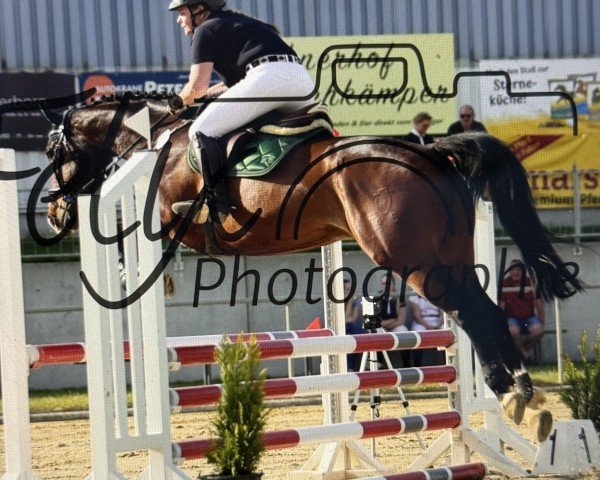 jumper Quitino 2 (Holsteiner, 2018, from Quibery 3)