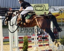 jumper Quitino 2 (Holsteiner, 2018, from Quibery 3)