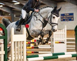 jumper Bijou Baloubet (Oldenburg show jumper, 2018, from Chacoon Blue)