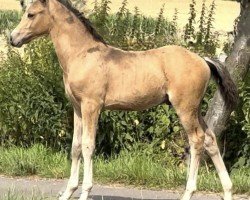 Pferd Gold Juwel KW (Deutsches Reitpony, 2024, von Gold Garant)