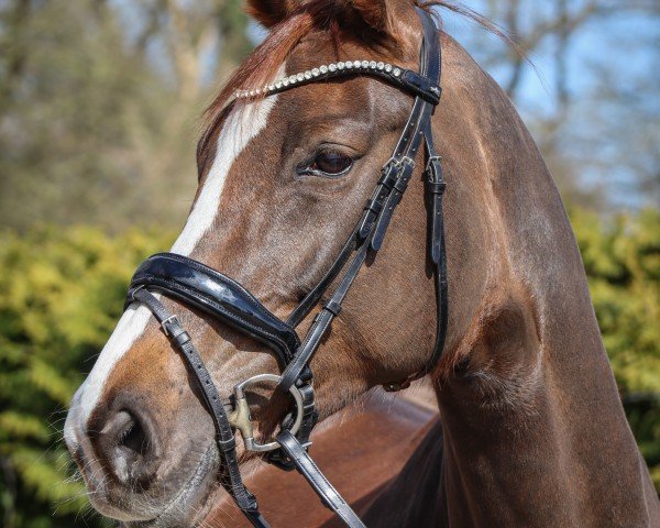 horse Billy Jean 32 (Hanoverian, 2016, from Callaho's Benicio)