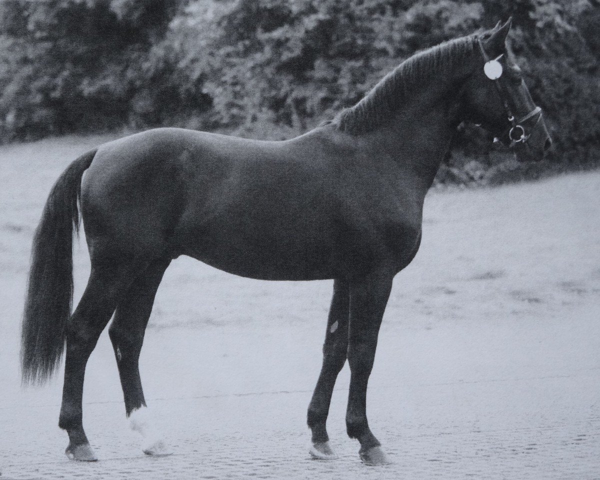 Deckhengst Eclair (Schweres Warmblut, 2014, von Ecclestone)