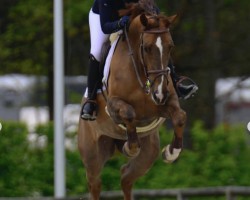 horse Take Off des Charmes Z (Zangersheide riding horse, 2018, from Take A Chance On Me Z)